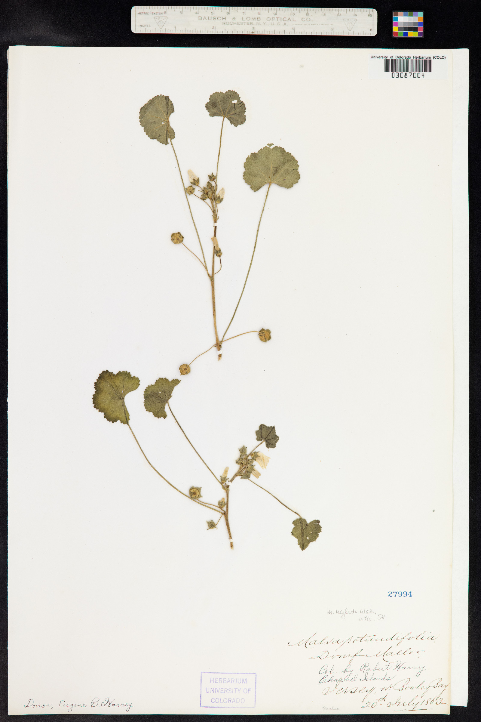 Malva neglecta image