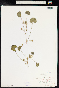 Malva neglecta image