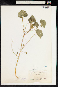 Malva neglecta image