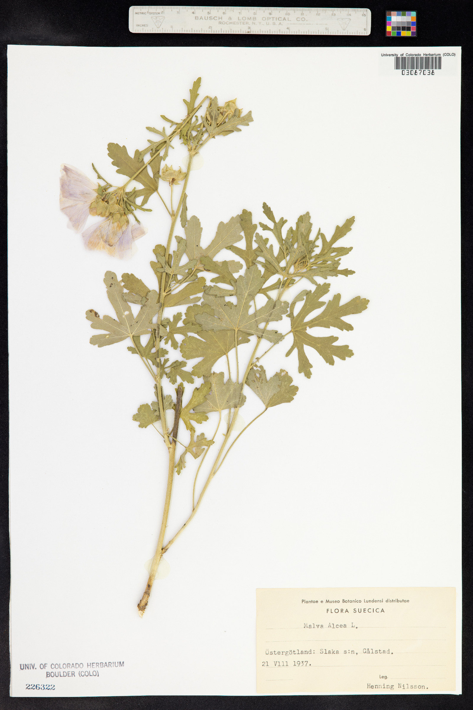Malva alcea image