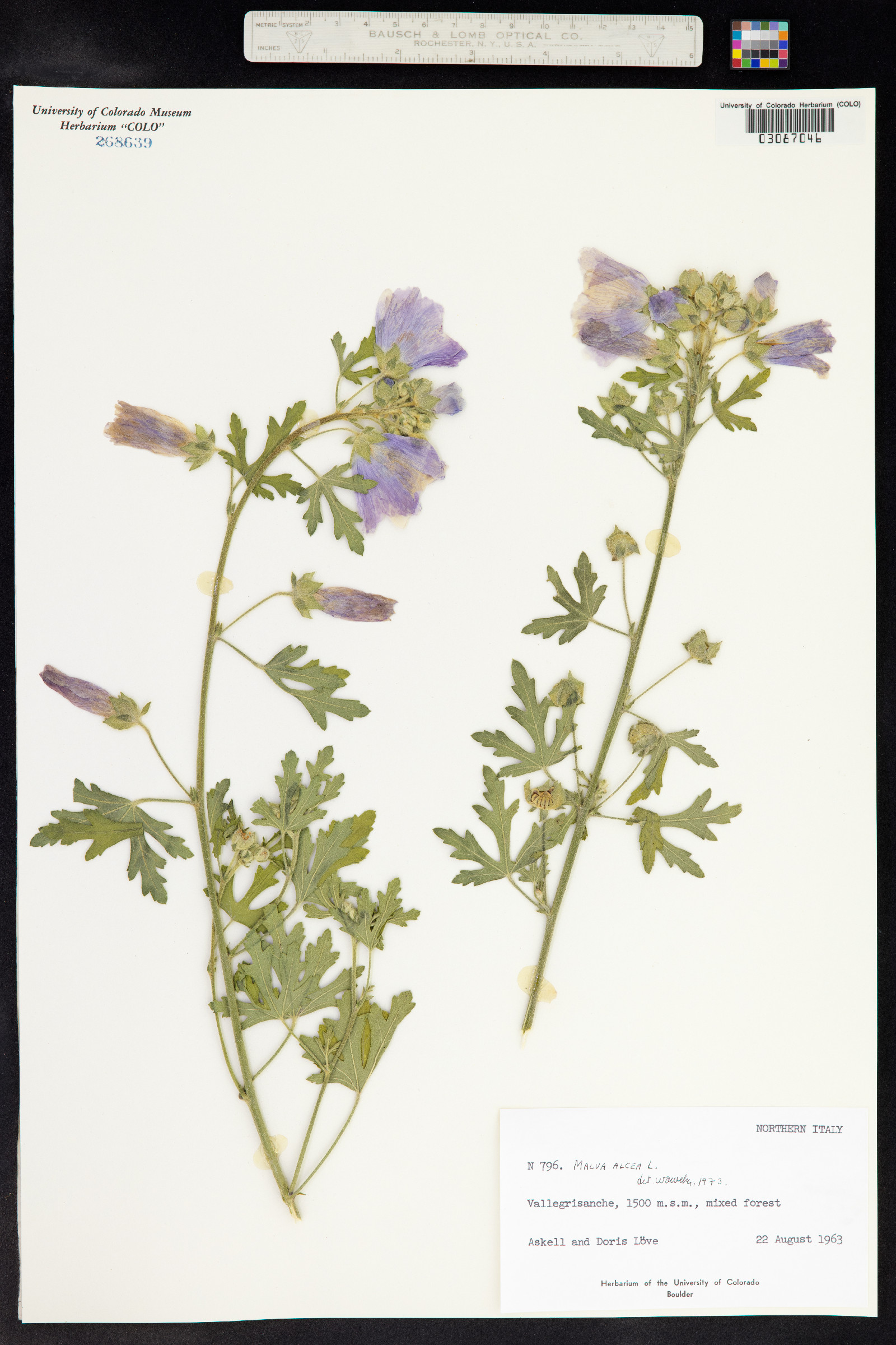Malva alcea image