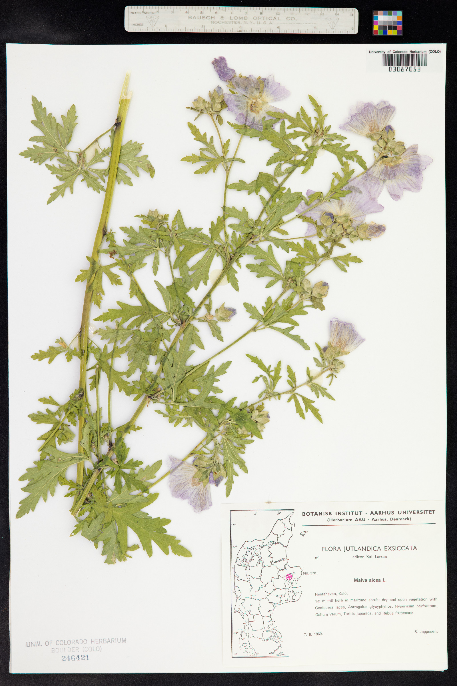 Malva alcea image