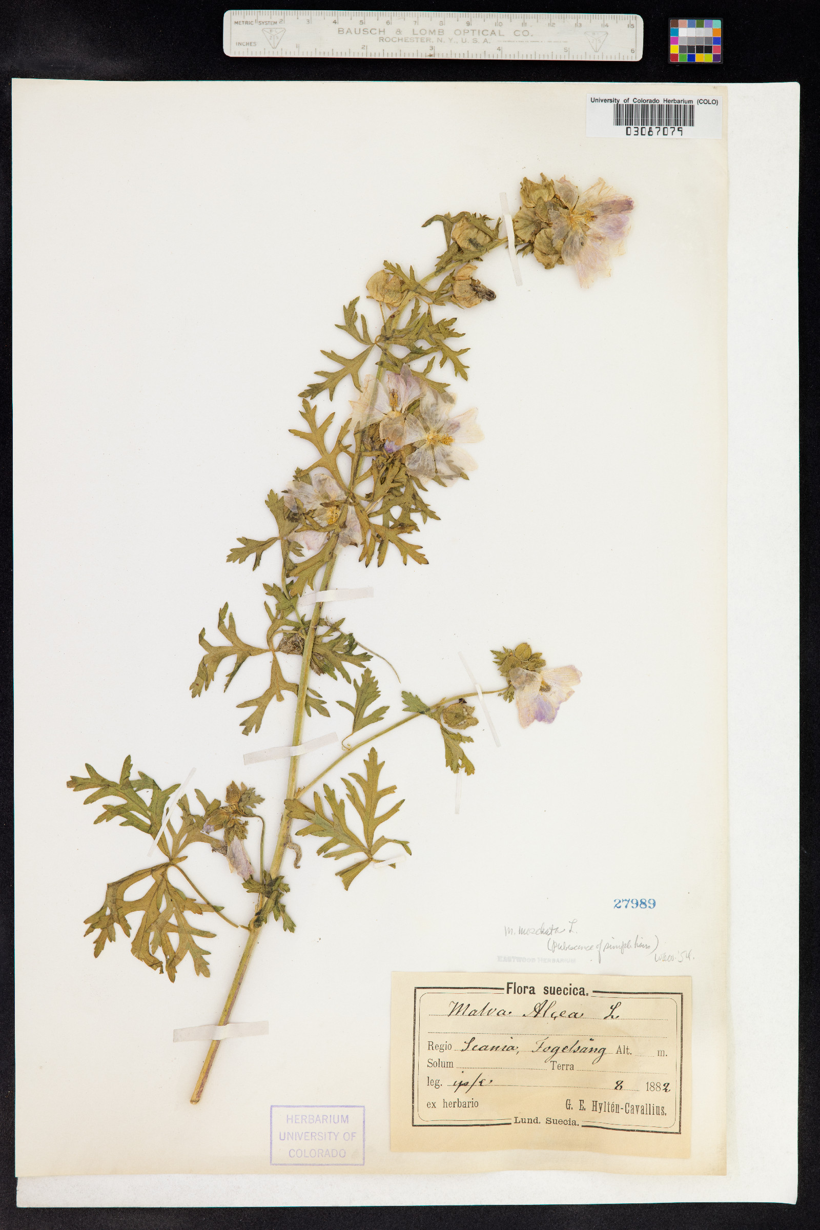 Malva moschata image