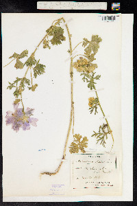 Malva moschata image