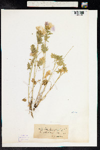 Malva moschata image