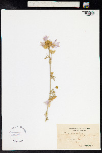 Malva moschata image