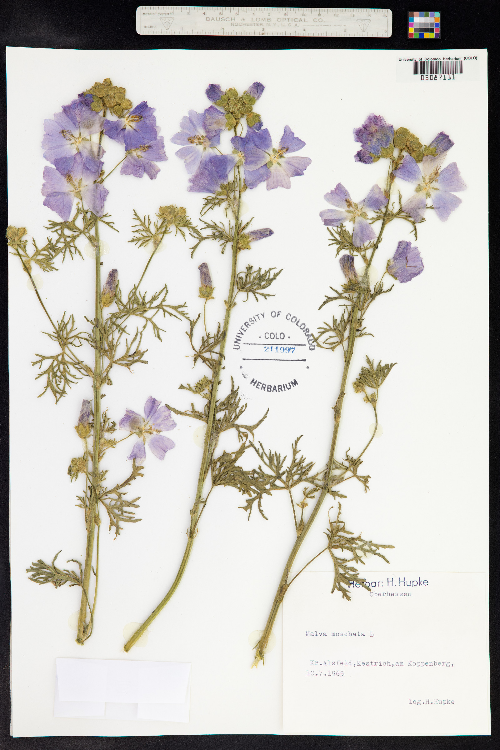 Malva moschata image