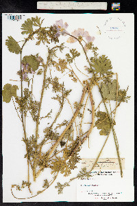 Malva moschata image
