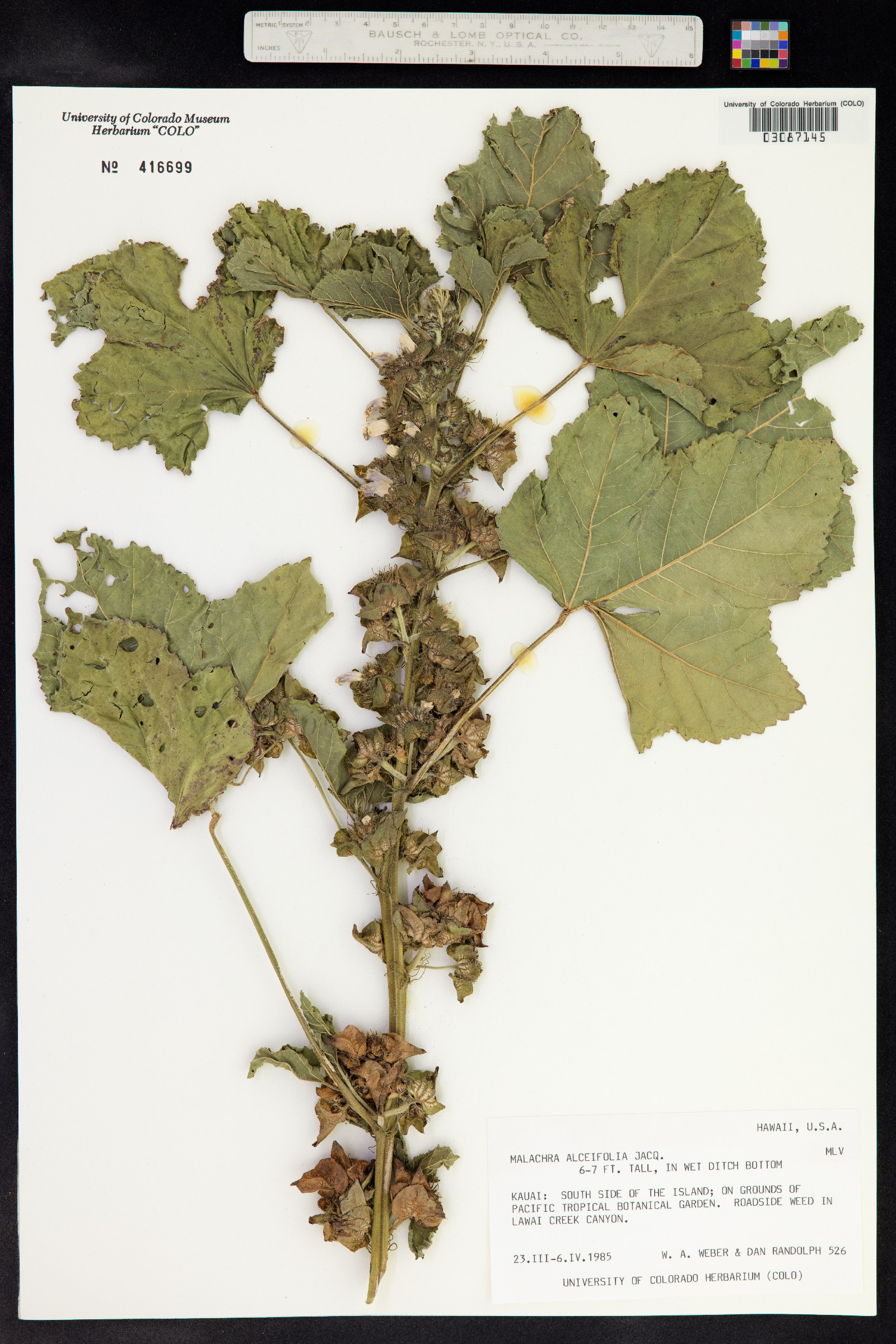 Malachra capitata image