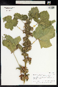 Image of Malachra capitata