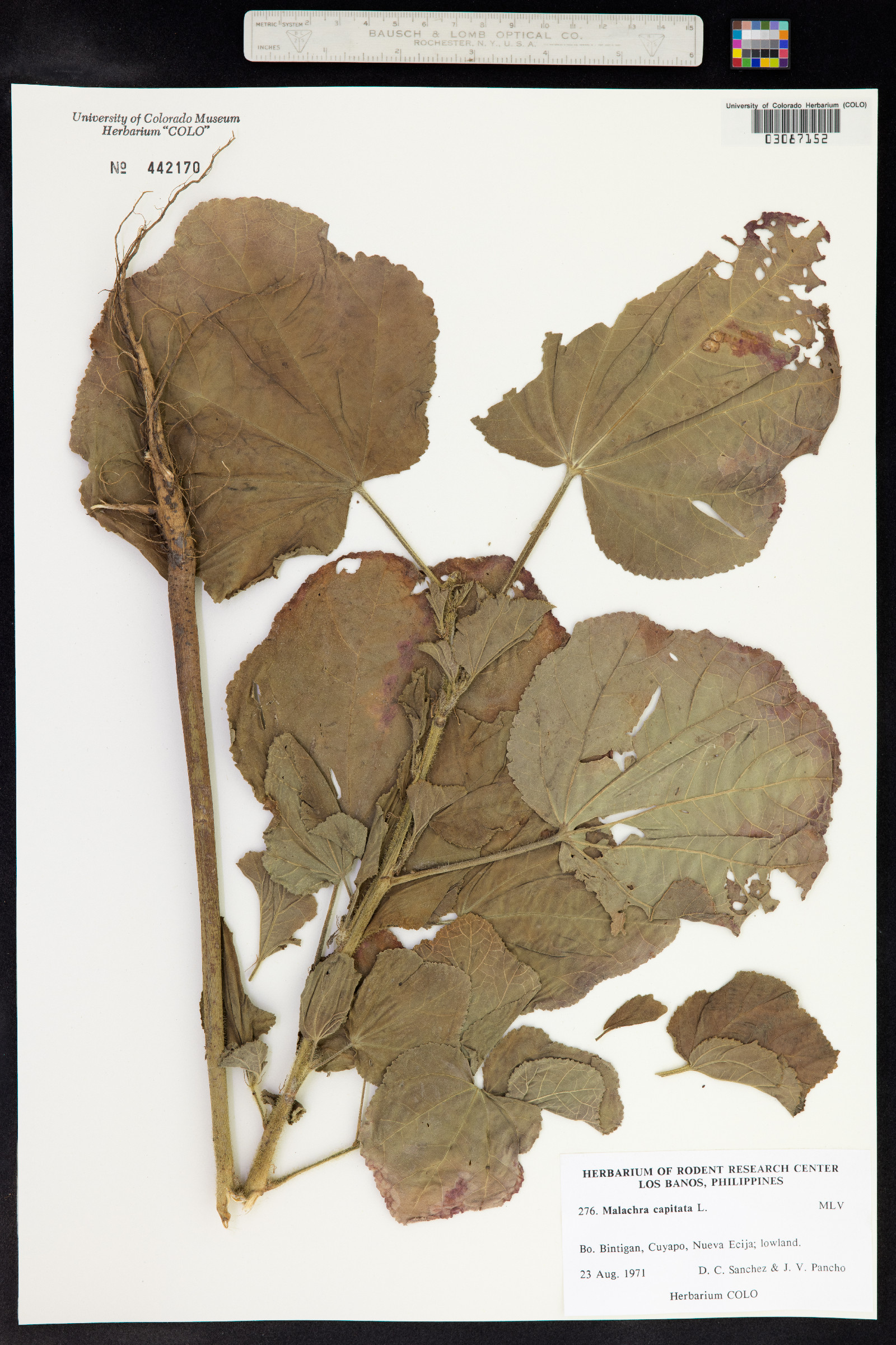 Malachra capitata image