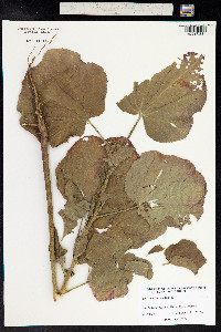 Malachra capitata image