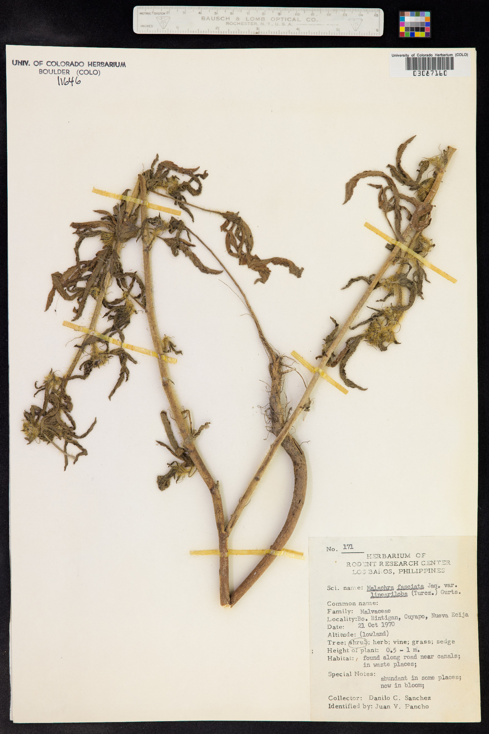 Malachra fasciata image