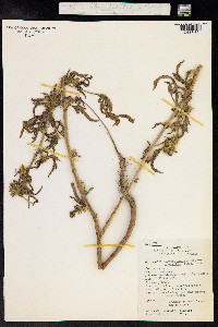 Malachra fasciata image