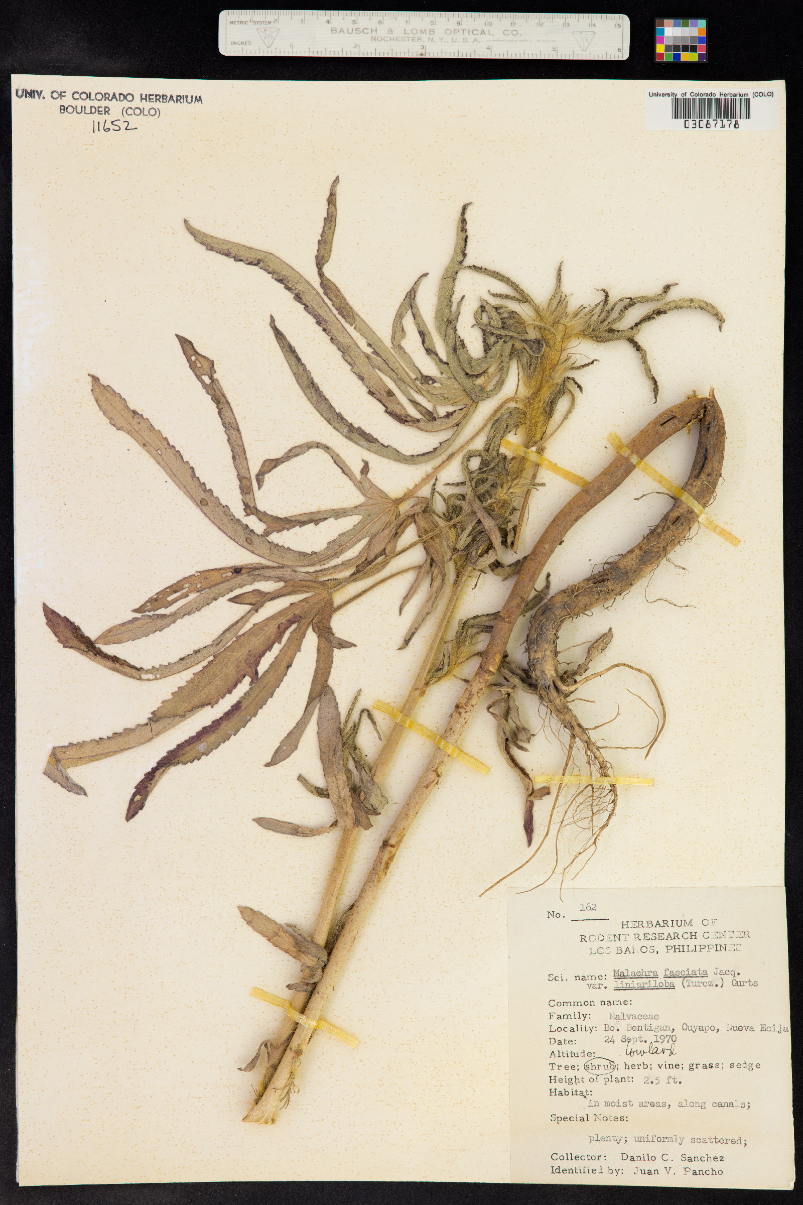 Malachra fasciata image