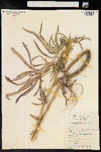 Image of Malachra fasciata