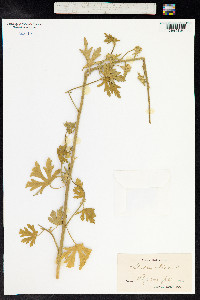 Malva alcea image