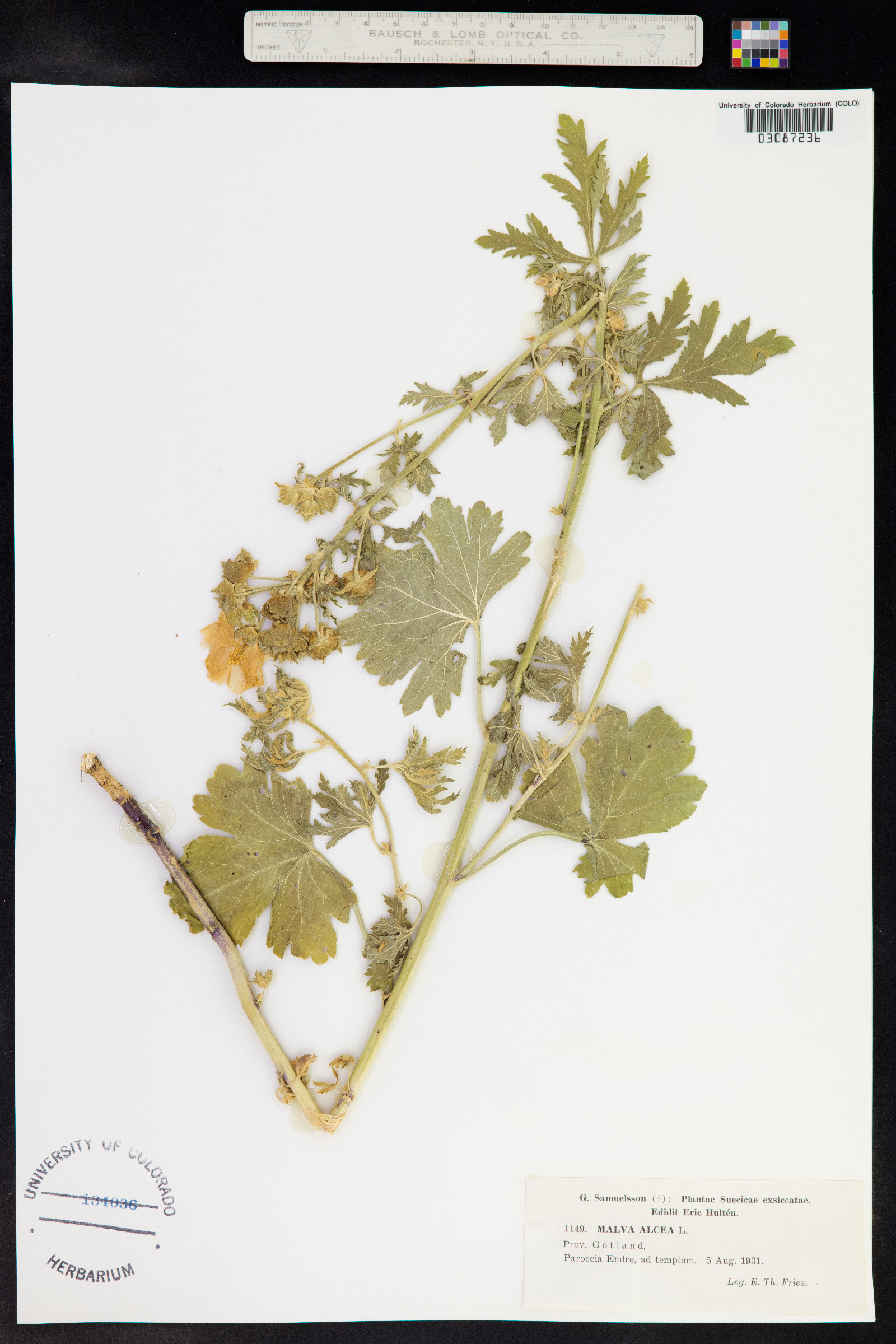 Malva alcea image