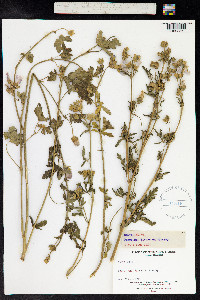 Malva alcea image