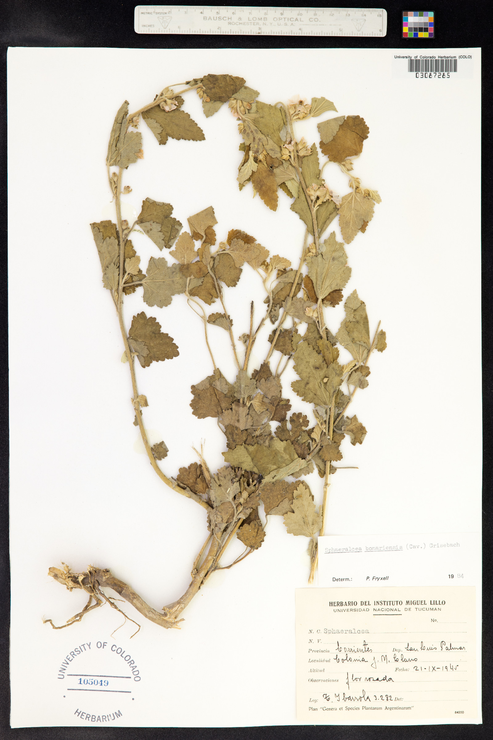 Sphaeralcea bonariensis image