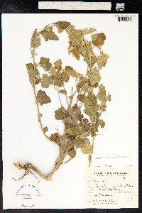 Sphaeralcea bonariensis image