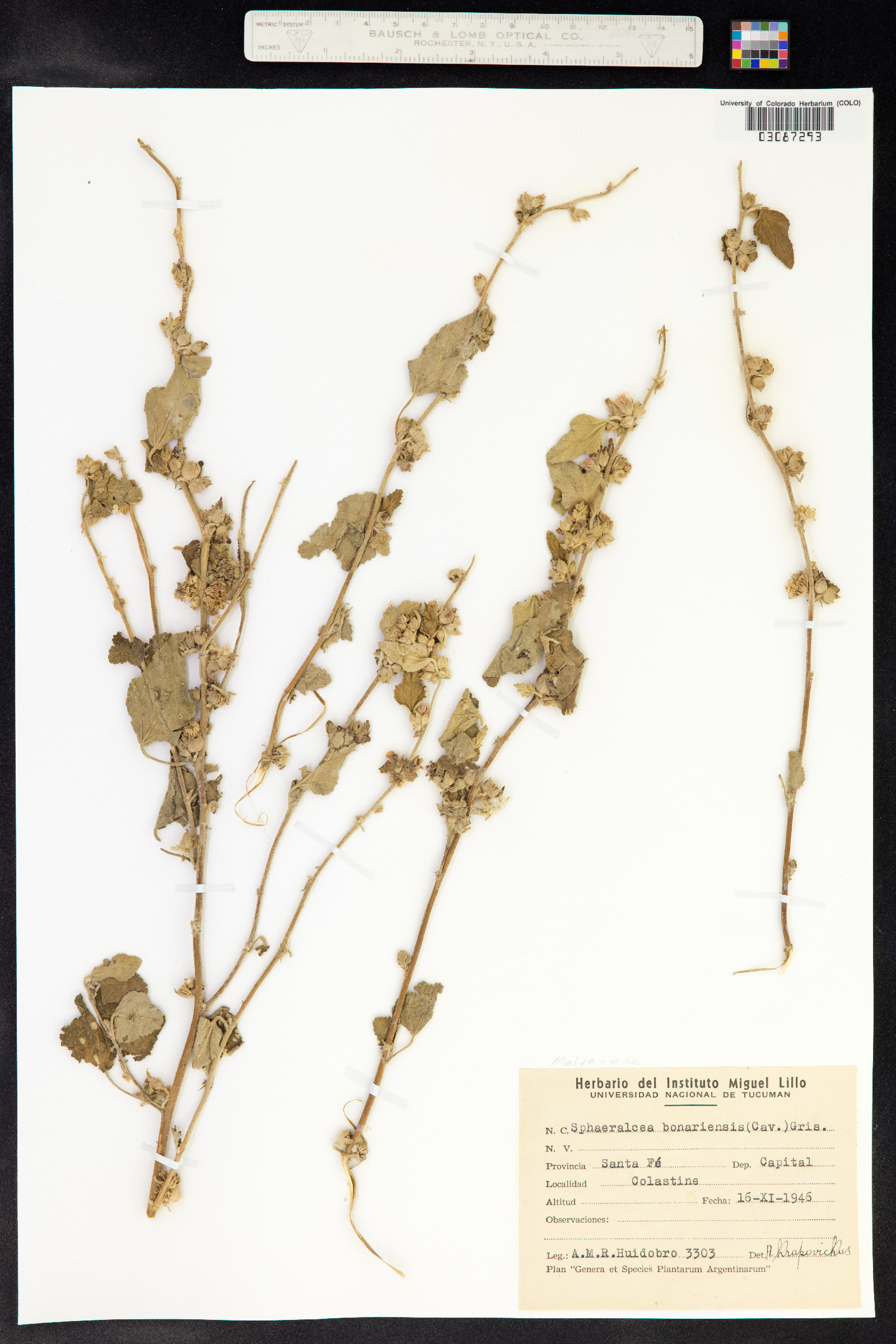 Sphaeralcea bonariensis image