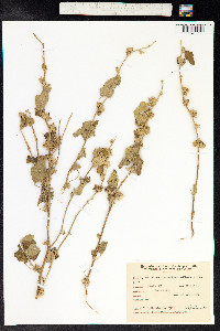 Sphaeralcea bonariensis image