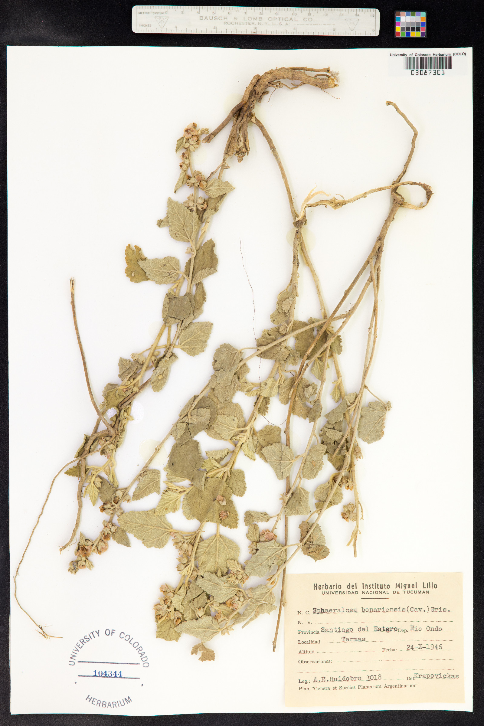 Sphaeralcea bonariensis image