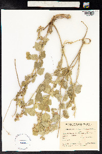 Sphaeralcea bonariensis image
