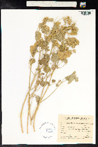Image of Sphaeralcea bonariensis