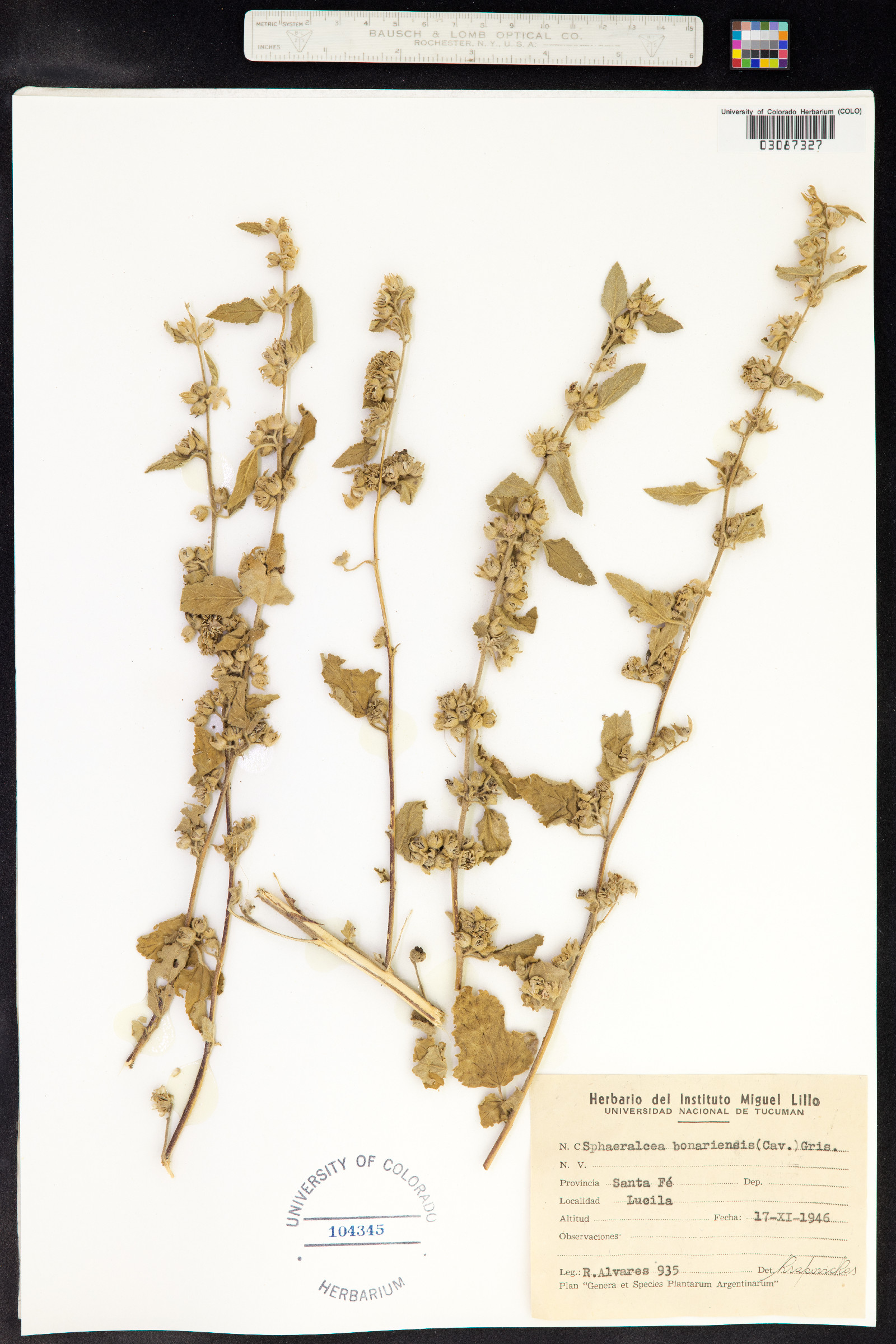 Sphaeralcea bonariensis image