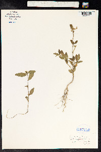 Sida acuta image