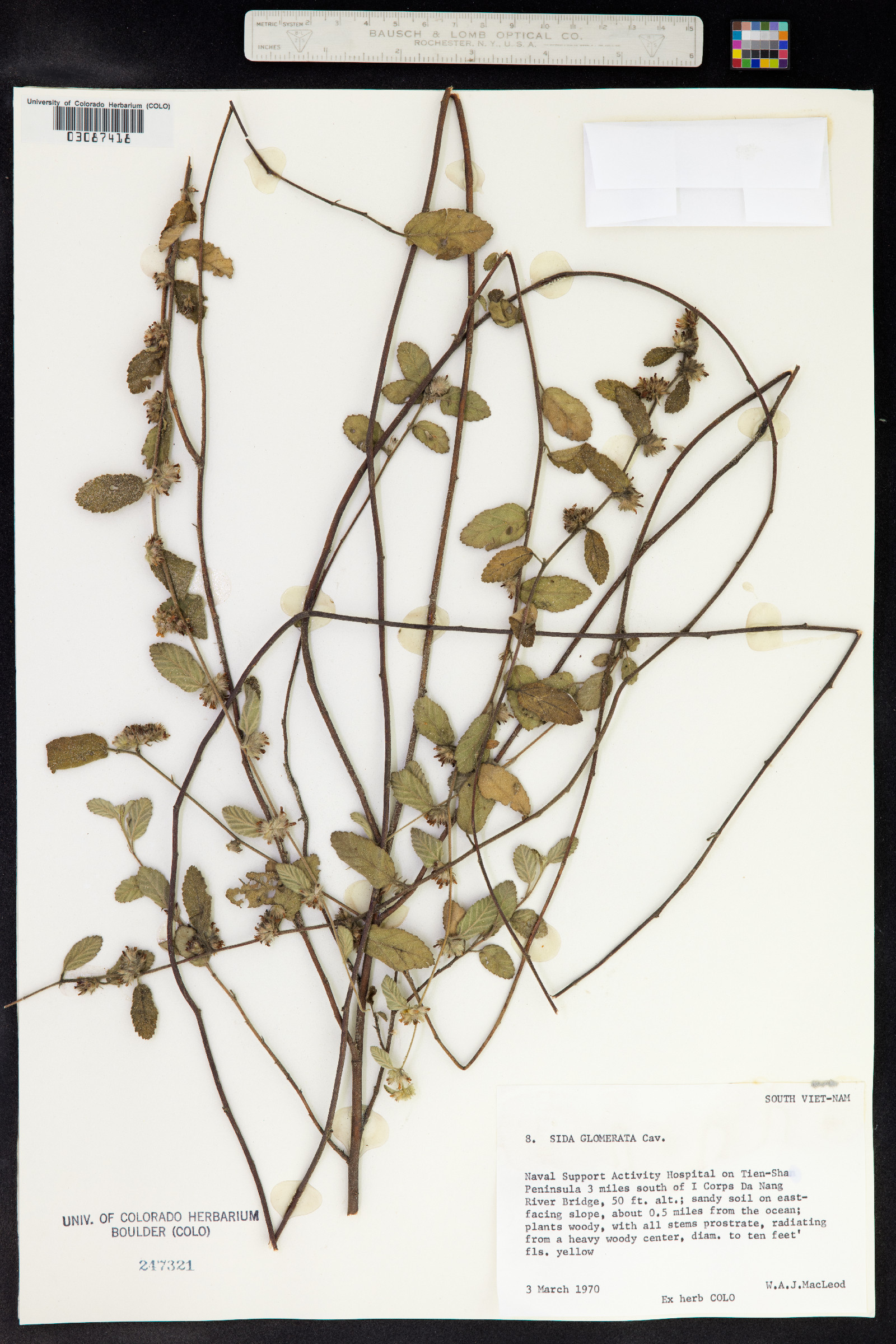 Sida glomerata image