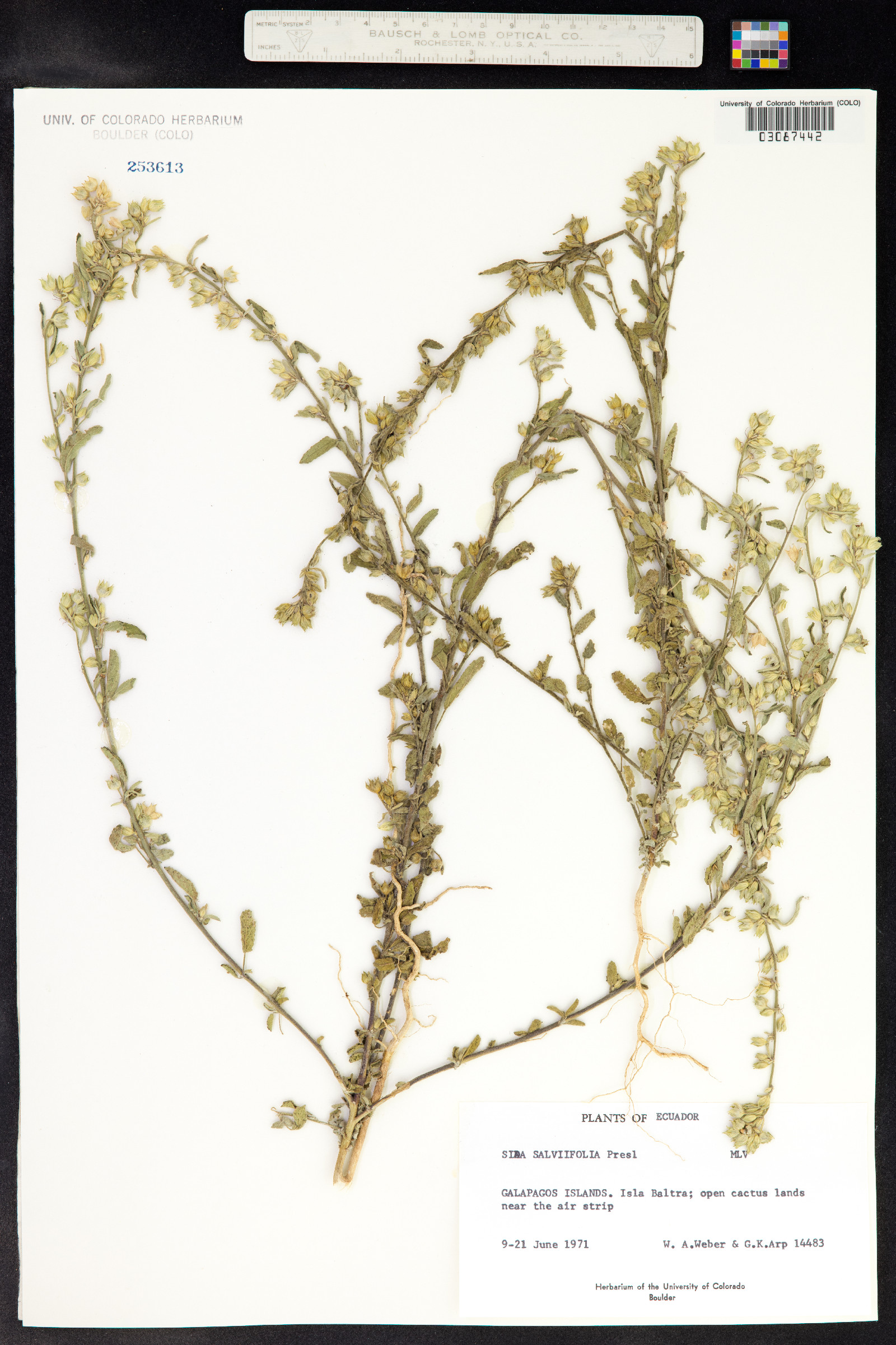Sida salviifolia image