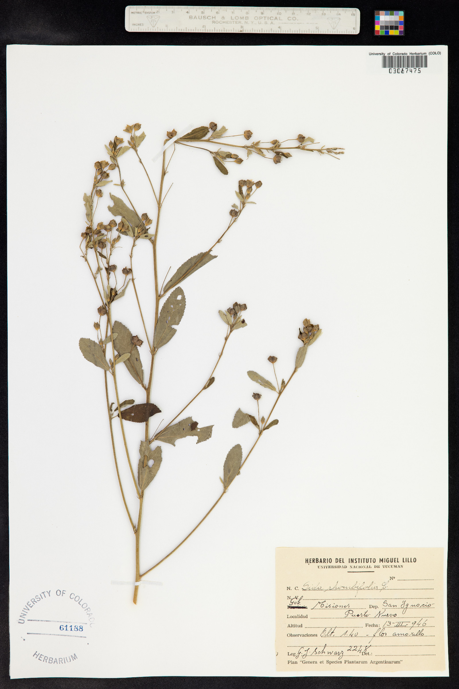 Sida rhombifolia image