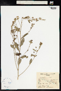 Sida rhombifolia image