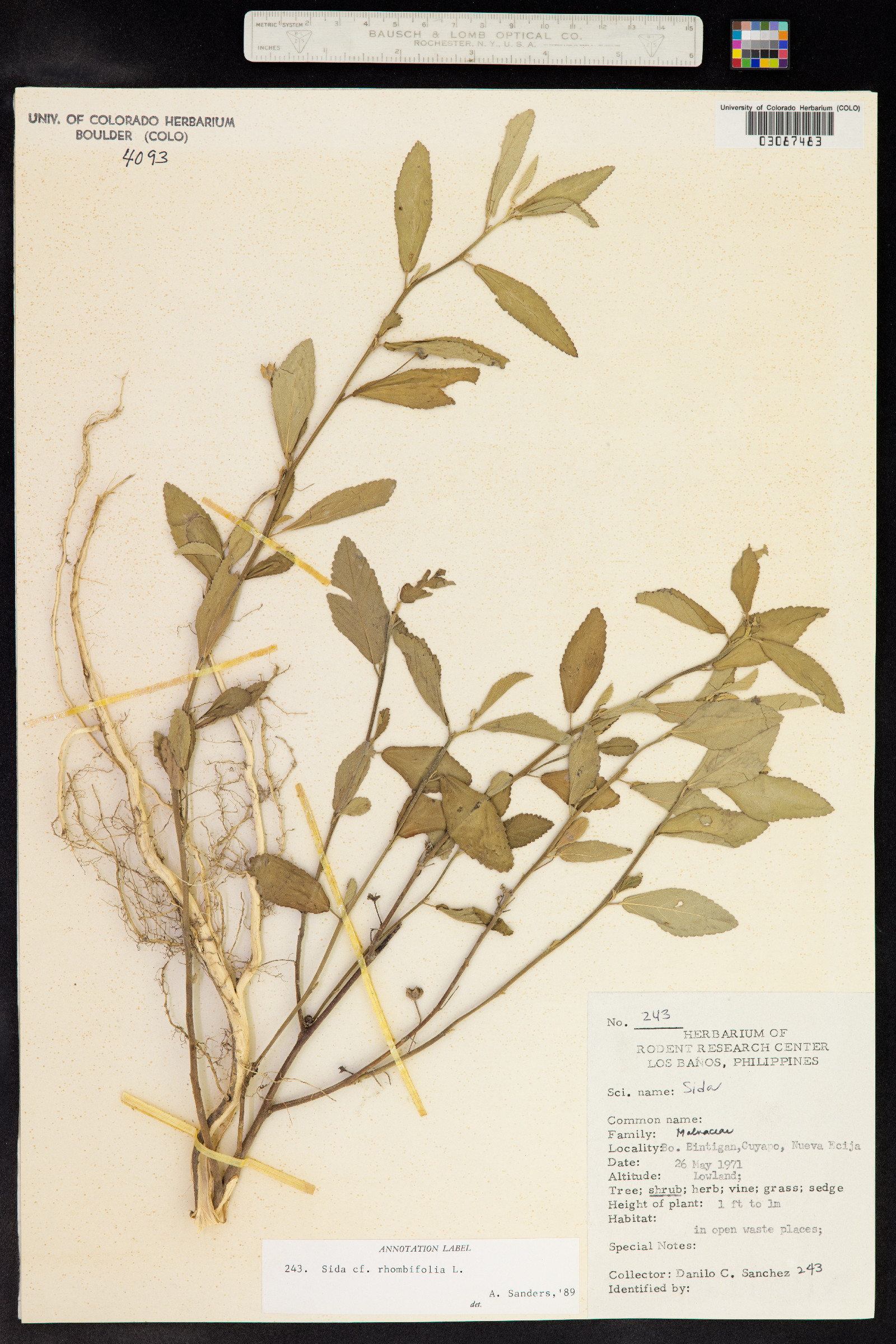 Sida rhombifolia image