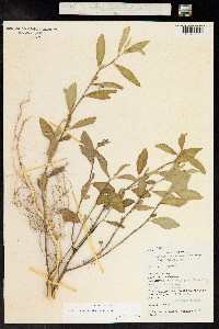 Sida rhombifolia image