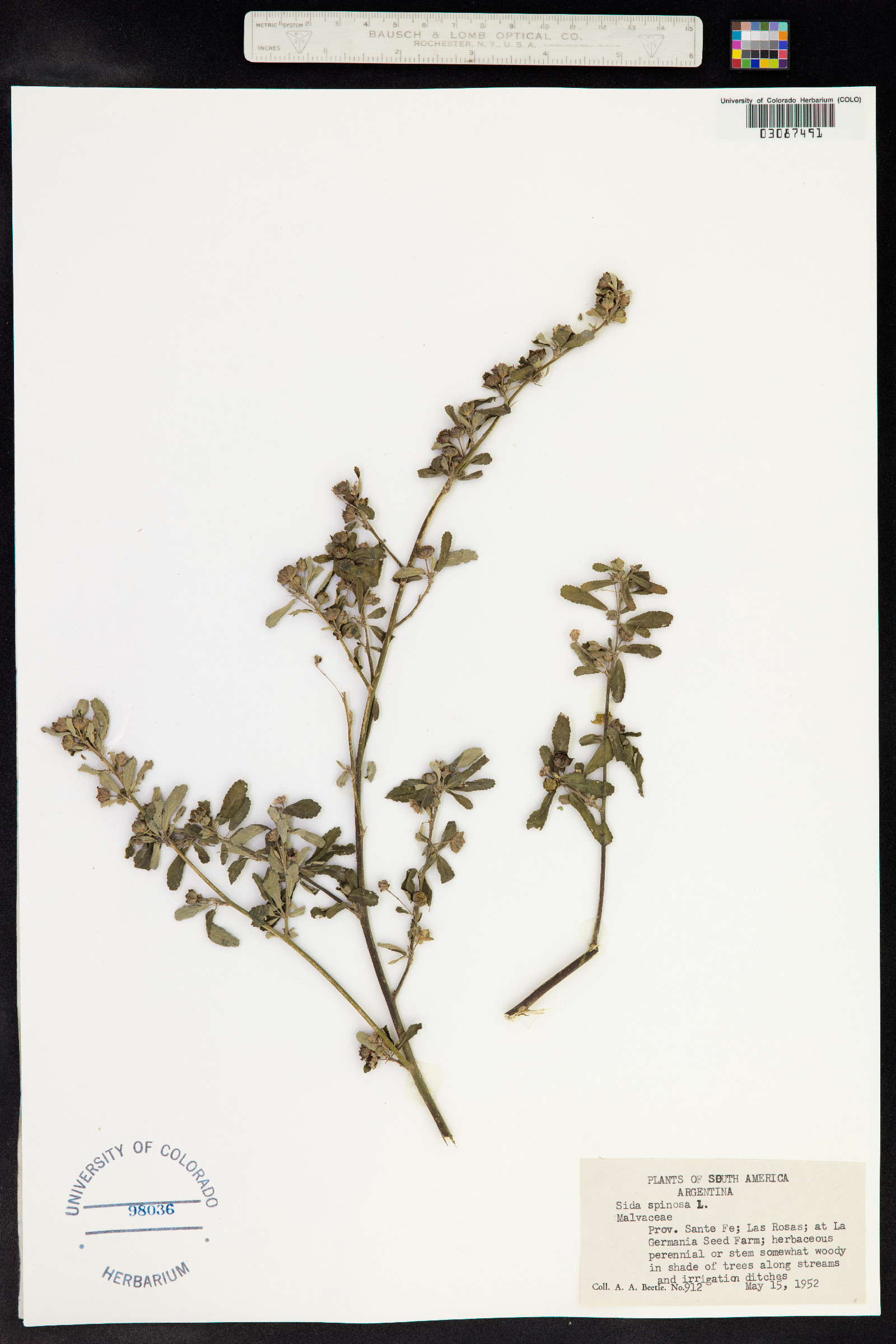 Sida spinosa image