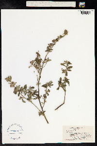 Sida spinosa image