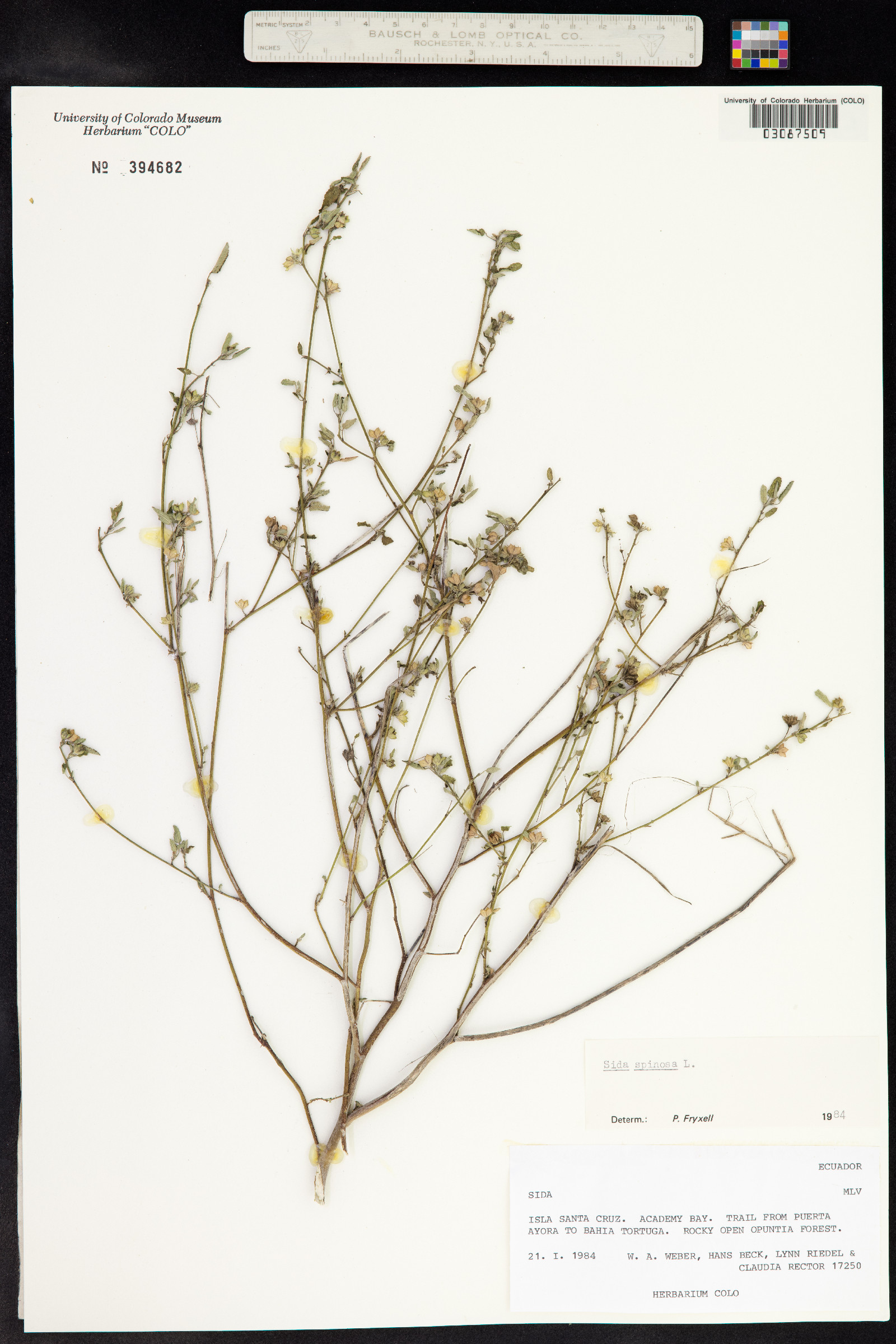 Sida spinosa image