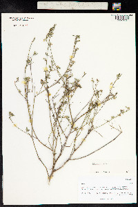 Sida spinosa image