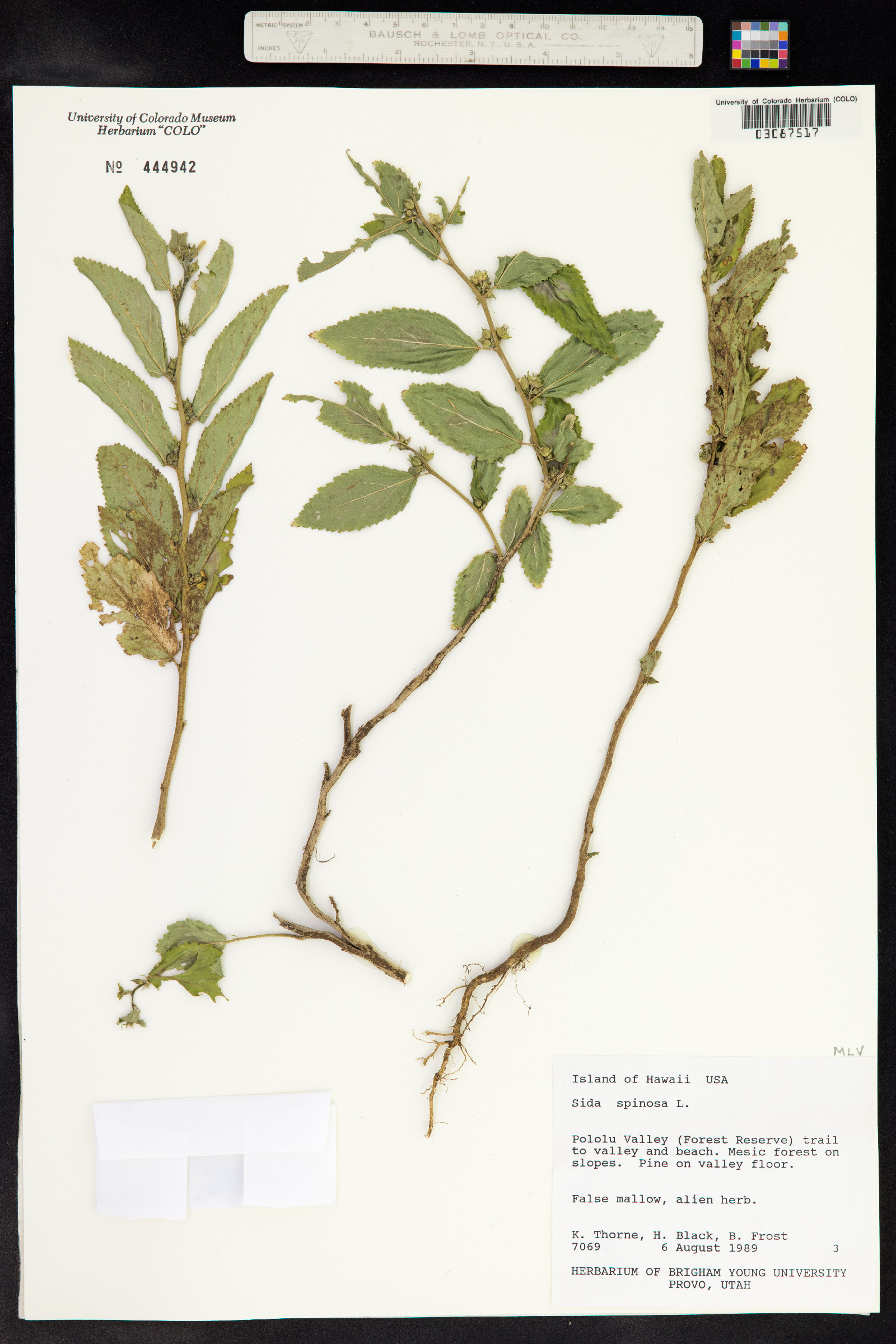 Sida spinosa image