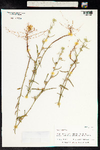 Sida spinosa image
