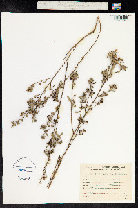 Sida rhombifolia image