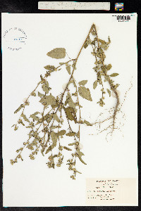 Sida rhombifolia image