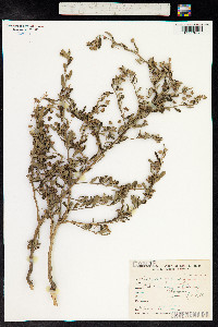 Sida rhombifolia image