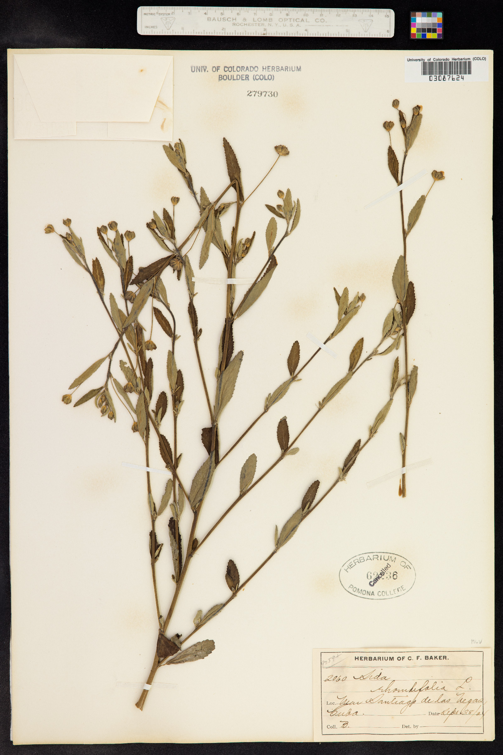 Sida rhombifolia image