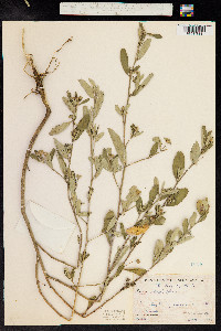 Sida rhombifolia image