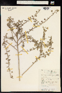 Sida rhombifolia image